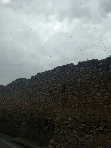 Albenga: sciame di calabroni "attacca" un gruppo di motociclisti, uno finisce in ospedale