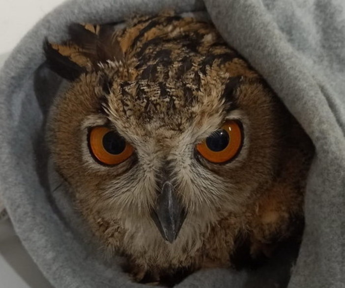 Intervento dei Rangers d'Italia: un gufo reale in difficoltà messo in salvo