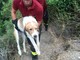 Finale Ligure, cane rimane intrappolato in un laccio da cinghiali: salvato dai vigili del fuoco