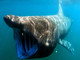 Albenga, avvistato uno squalo elefante tra la costa e l'isola Gallinara: il video esclusivo