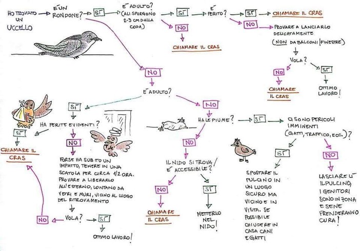 Appello Enpa: "Attenzione a soccorrere animali selvatici, non sempre è la cosa giusta da fare" Appello Enpa: "Attenzione a soccorrere animali selvatici, non sempre è la cosa giusta da fare"