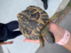 Ceriale, la polizia stradale salva una tartaruga in autostrada (FOTO) Ceriale, la polizia stradale salva una tartaruga in autostrada (FOTO)