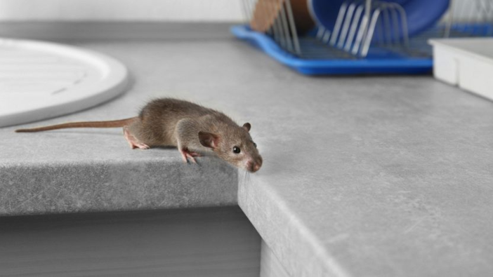 Chi chiamare per topi in casa? Cosa fare e a chi rivolgersi davvero