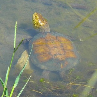 Albenga: giovedì una ventina di tartarughe Emys verranno reintrodotte in natura
