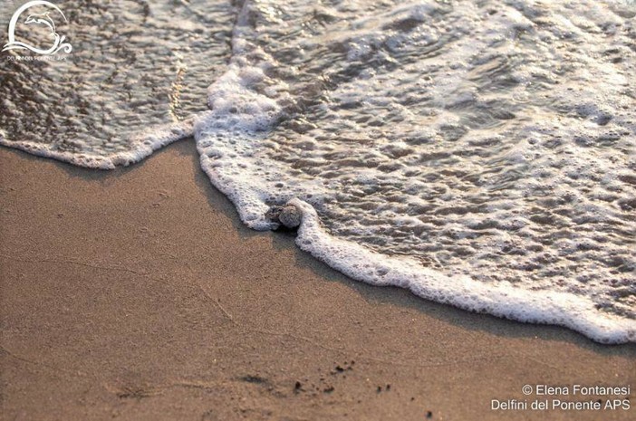 Nidificazioni di tartarughe crescenti nel savonese, OSA: "Importanti le iniziative per la coesistenza" Nidificazioni di tartarughe crescenti nel savonese, OSA: "Importanti le iniziative per la coesistenza"