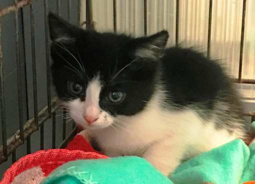 Gattini intrappolati in un tombino, salvati da una volontaria ora in attesa di adozione