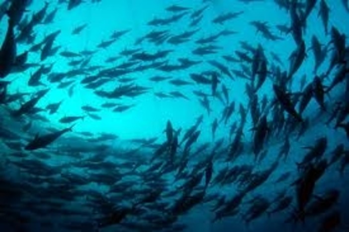 Bagnasco:" Il Mar Ligure brulica di tonni rossi, ma i pescherecci liguri non possono pescarlo" Bagnasco:" Il Mar Ligure brulica di tonni rossi, ma i pescherecci liguri non possono pescarlo"
