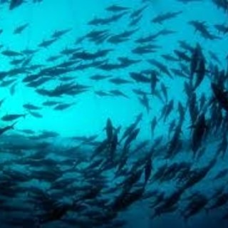 Bagnasco:" Il Mar Ligure brulica di tonni rossi, ma i pescherecci liguri non possono pescarlo"