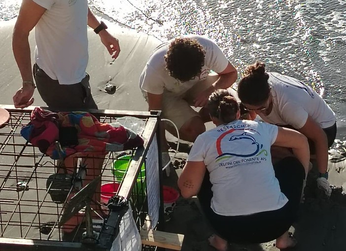 Continua il monitoraggio sui nidi di Caretta Caretta dopo le mareggiate nel Ponente ligure Continua il monitoraggio sui nidi di Caretta Caretta dopo le mareggiate nel Ponente ligure