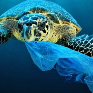 Decreto Salvamare. Il deputato varazzino Battelli: "Così liberiamo dalla plastica le nostre acque e le nostre spiagge"