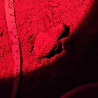 Nuove tartarughine emergono dal nido di Laigueglia: in acqua altri cinque esemplari Nuove tartarughine emergono dal nido di Laigueglia: in acqua altri cinque esemplari