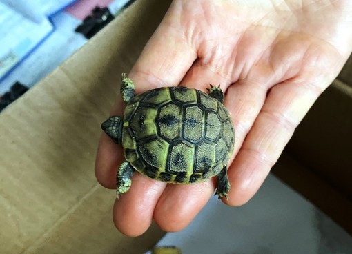 Tartarughe spiaggiate a Savona: intervento dell'Enpa