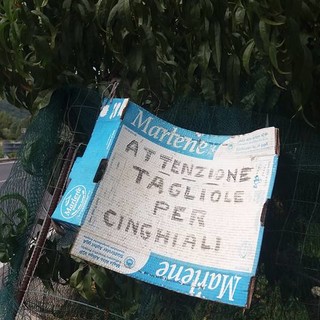 "Attenzione tagliole per cinghiali": a Ortovero in azione possibili bracconieri "previdenti" (FOTO)