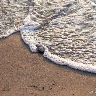 Nidificazioni di tartarughe crescenti nel savonese, OSA: "Importanti le iniziative per la coesistenza"