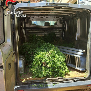 Laigueglia, sorpresi a rubare piante ornamentali in un terreno privato: arrestati dai carabinieri Laigueglia, sorpresi a rubare piante ornamentali in un terreno privato: arrestati dai carabinieri