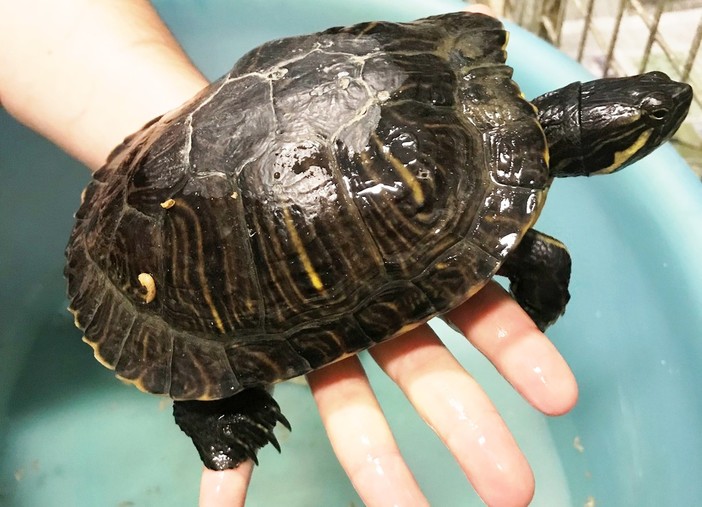 Varazze, tartaruga d'acqua abbandonata in una piccola fontana: indaga l'Enpa Varazze, tartaruga d'acqua abbandonata in una piccola fontana: indaga l'Enpa
