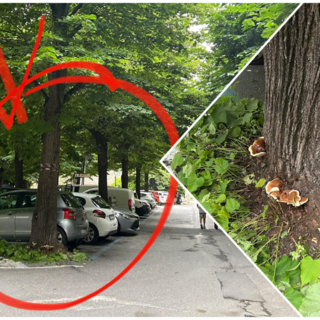 Finalborgo, tiglio pericolante nei giardini di Porta Testa: sarà abbattuto e sostituito