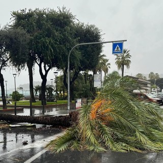 Tromba d'aria a Varazze, il sindaco: "Soccorsi subito mobilitati, la palma caduta sulla via Aurelia rimossa in poco tempo" (FOTO)
