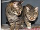 L'appello dell'Enpa: "Serve stallo per due gatti" L'appello dell'Enpa: "Serve stallo per due gatti"