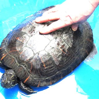 Savona, tartaruga "dimenticata" in albergo cerca una nuova casa