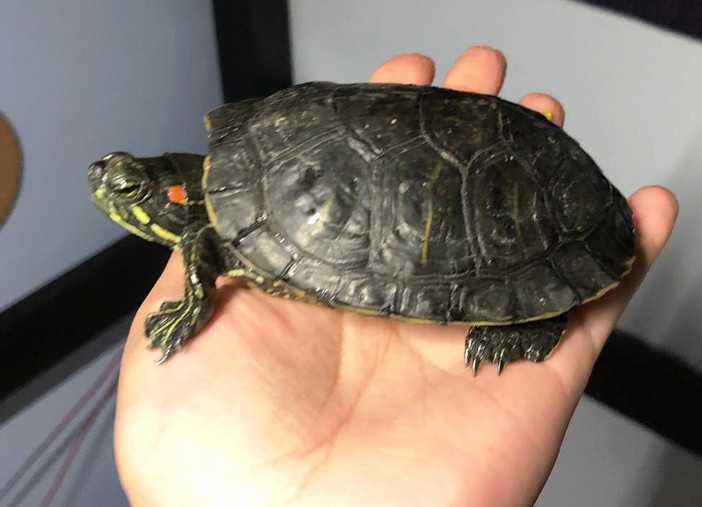 Savona, l'Enpa soccorre una tartaruga d’acqua americana