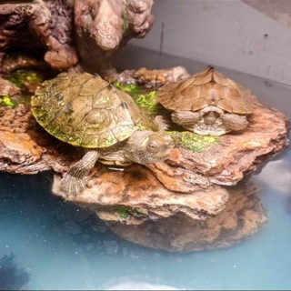 Albenga, tartarughe esotiche abbandonate in strada: erano gravi e debilitate, ora al Cras di Cadibona