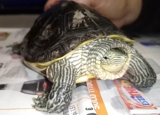 L'appello dell'Enpa: "Tartaruga asiatica vegetariana cerca famiglia" (FOTO)