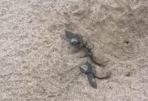 Laigueglia, ai Bagni Aurora sono già nate 60 tartarughe Caretta caretta Laigueglia, ai Bagni Aurora sono già nate 60 tartarughe Caretta caretta