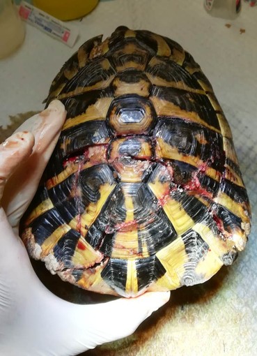 Tovo San Giacomo, tartaruga investita: intervento dell'Enpa