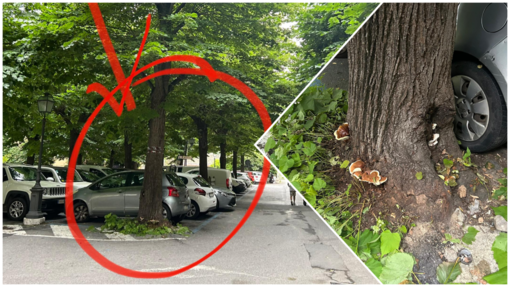 Finalborgo, tiglio pericolante nei giardini di Porta Testa: sarà abbattuto e sostituito Finalborgo, tiglio pericolante nei giardini di Porta Testa: sarà abbattuto e sostituito