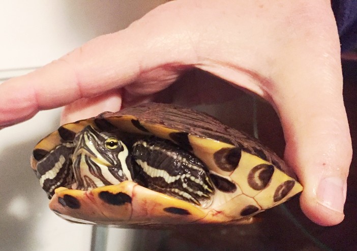 Savona, tartaruga cerca una nuova famiglia