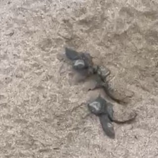 Laigueglia, ai Bagni Aurora sono già nate 60 tartarughe Caretta caretta Laigueglia, ai Bagni Aurora sono già nate 60 tartarughe Caretta caretta