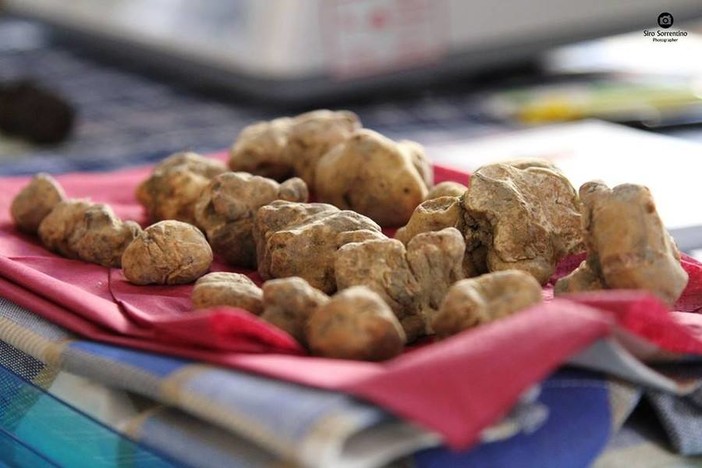 Millesimo, sale l'attesa per la XXVI edizione della Festa Nazionale del Tartufo Millesimo, sale l'attesa per la XXVI edizione della Festa Nazionale del Tartufo