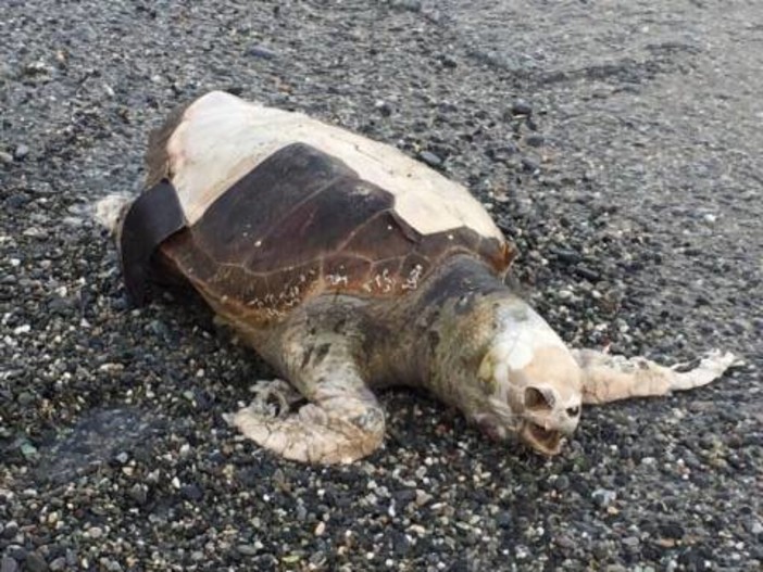 Celle, esemplare di Caretta Caretta trovata senza vita sulla spiaggia Celle, esemplare di Caretta Caretta trovata senza vita sulla spiaggia