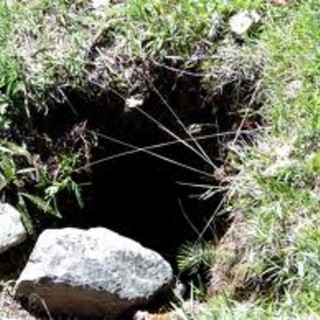 Bardineto: cane intrappolato nella tana di una volpe, interviene Soccorso alpino