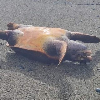 Albisola, carcassa di una tartaruga trovata sulla spiaggia (FOTO)