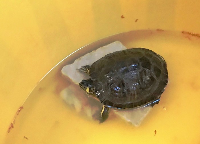 Savona, l'ENPA soccorre due tartarughe d’acqua americane