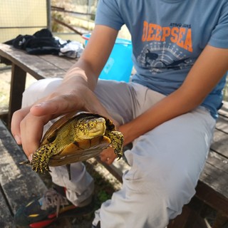 Albenga: 21 piccole Emys nascono nel Centro di Leca che continuano a farsi conoscere a Fior d'Albenga Albenga: 21 piccole Emys nascono nel Centro di Leca che continuano a farsi conoscere a Fior d'Albenga