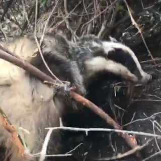 Tasso intrappolato dai lacci di un bracconiere, il video del salvataggio