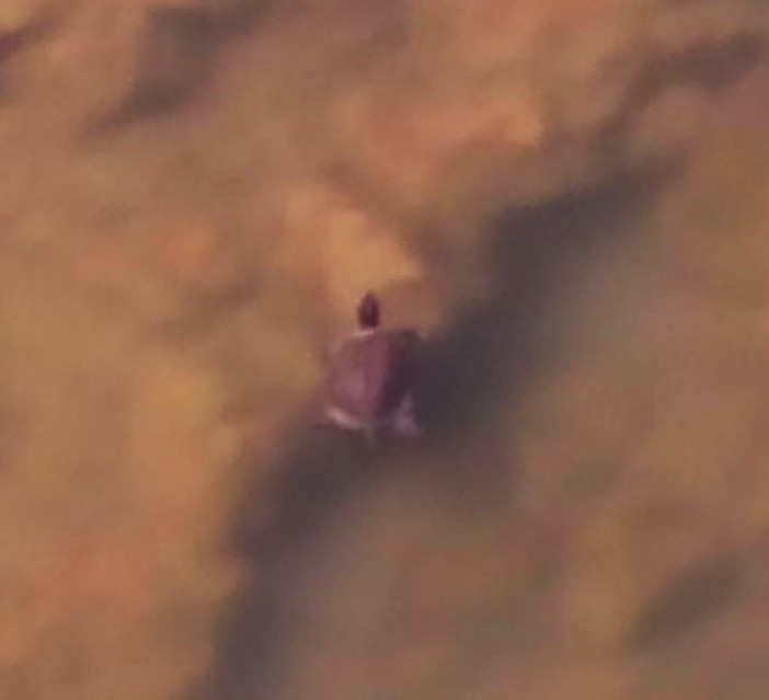 Albenga: avvistata una tartaruga nel Centa (FOTO)