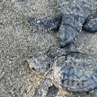 Andora celebra la prima schiusa di Caretta caretta, l'Amministrazione: "Un momento storico per la nostra città"