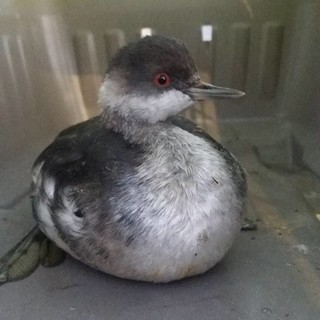 In vacanza ad Alassio notano un volatile in difficoltà e lo salvano