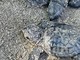 Andora celebra la prima schiusa di Caretta caretta, l'Amministrazione: "Un momento storico per la nostra città" Andora celebra la prima schiusa di Caretta caretta, l'Amministrazione: "Un momento storico per la nostra città"