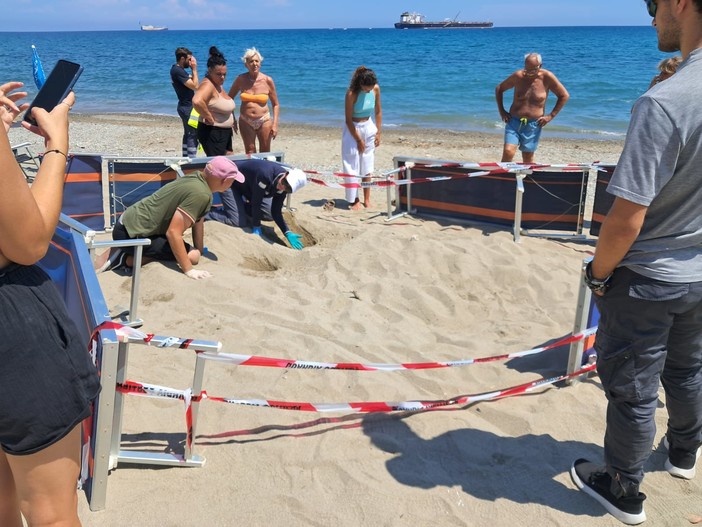 Tartarughe a Zinola, dall'Autorità Portuale divieti e attività interdette per salvaguardare nido e uova di Caretta caretta