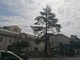 Cairo, taglio dei cedri in piazza Abba. Lambertini: "Pianteremo sei nuovi alberi e riqualificheremo l'area" Cairo, taglio dei cedri in piazza Abba. Lambertini: "Pianteremo sei nuovi alberi e riqualificheremo l'area"