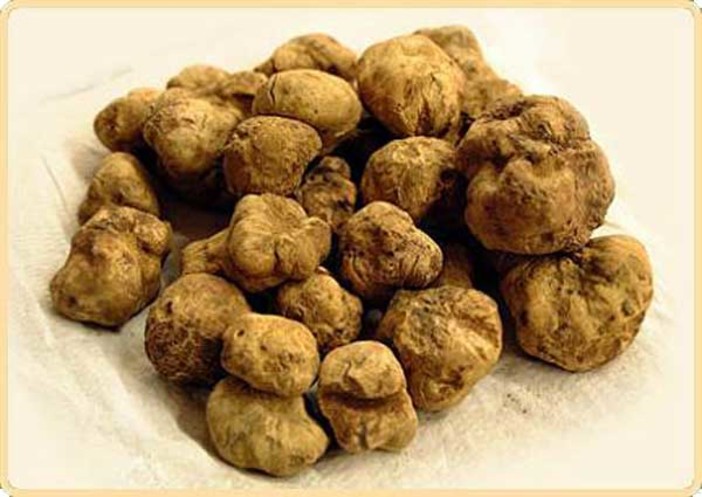 Millesimo è ufficialmente città del tartufo Millesimo è ufficialmente città del tartufo