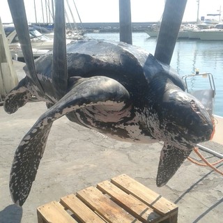 Alassio, raro esemplare di tartaruga Liuto trovato morto dalla Capitaneria in porto
