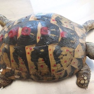 Savona: tartaruga legata alla catena, ora sta meglio