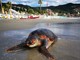 Tartaruga spiaggiata a Laigueglia (FOTO)