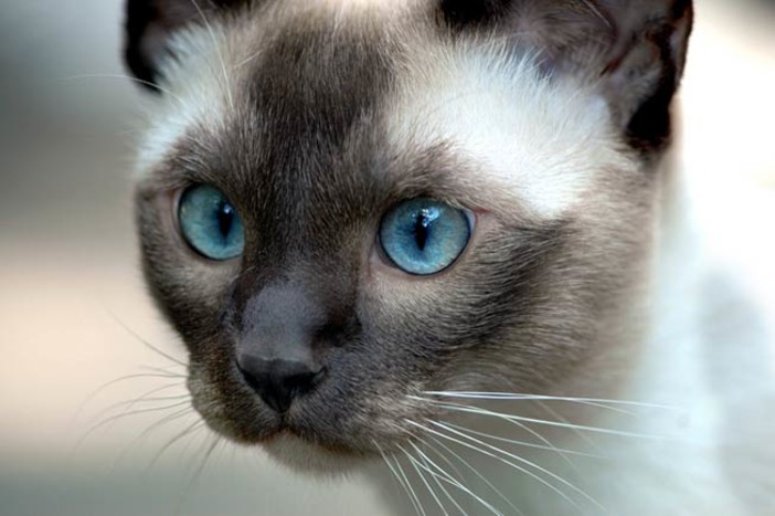 Immagine generica gatto siamese Immagine generica gatto siamese